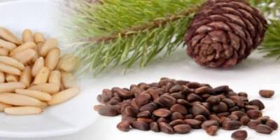 Aydın’ın çam fıstığı da coğrafi işaretli olarak dünyaya açılıyor