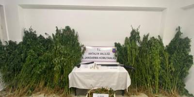 Ormanlık alanda kenevir hasadı yapan 2 kişiye suçüstü