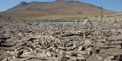 Konya'da kuraklık May Barajı'nda balık ölümlerine neden oldu