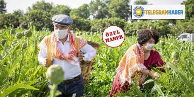 Neptün Soyer, İzmir Büyükşehir'e 'enginar' satışlarını yükseltti!