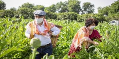 Soyer çifti kavurmadan sonra enginar ticaretinde