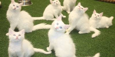 Bakanlık kararı Van kedisi hayranlarını sevindirdi