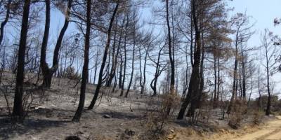 Çanakkale’de ormanlara girişler 1 ay süreyle yasaklandı