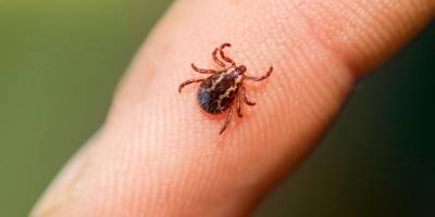 Yaz aylarında böcek ısırmalarına karşı dikkatli olunmalı