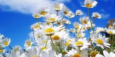 Baharın müjdecisi 'cemre' havaya düştü