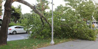 Samsun’da fırtına ağaçları yola devirdi