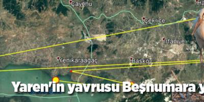 Yaren'in yavrusu Beşnumara yuvadan uçtu...Halka ile uydudan böyle takip ediliyor