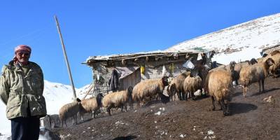 Yıllardır karlı dağlarda hayvanlarıyla iç içe yaşıyor