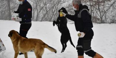 Can dostlar için kış öğünü