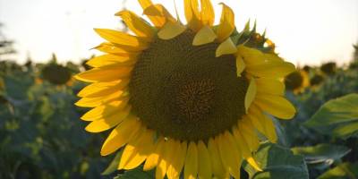 Afyonkarahisar'da "güne aşık" tarlaları görsel şölen sunuyor