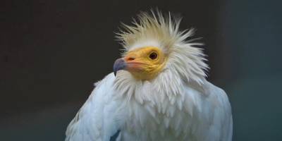 Hayvanat bahçesi o hayvanlara kaldı