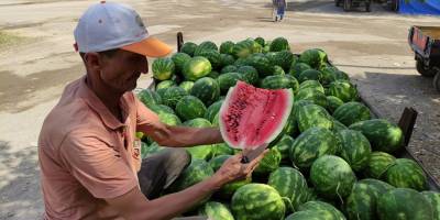 Karpuz ve kavun ekenin bu yıl yüzü güldü