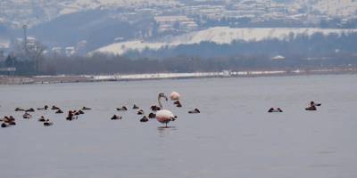 Körfez'i renklendiren flamingolar, kışın keyfini sürüyor