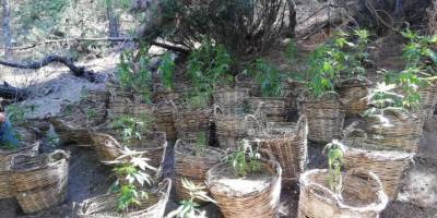 Manisa’da sepet sepet kenevir