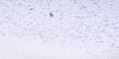 Sığırcıkların dansı hayran bıraktı