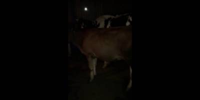 Köyü su bastı, hayvanları son anda kurtardılar