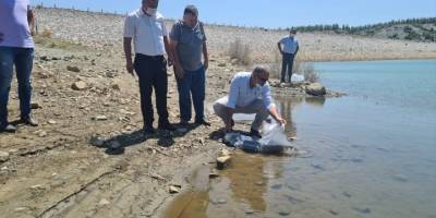 Denizli'deki göletlere 210 bin yavru sazan bırakıldı