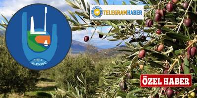 Urla'daki zeytinliklere 'Özel Mahsul Alanı' adı verilerek imara mı açılıyor?