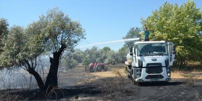 Aydın’da zeytinlikte çıkan yangın söndürüldü