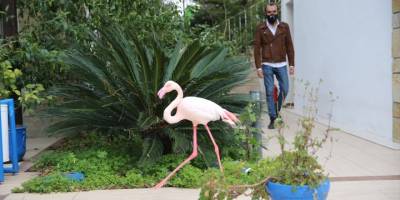 Bodrum'da otelin bahçesine düşen yaralı flamingoya işletmenin yetkilileri sahip çıktı