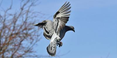 Samsun'da hırsız 40 bin lira değerindeki 4 güvercini çaldı