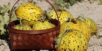 Çeşme kavununda hasat devam ediyor