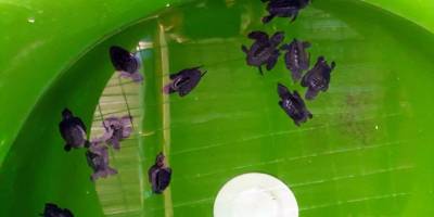 Caretta carettalara ev sahipliği yapan İztuzu Sahili'nde yuva sayısı 728'e ulaştı