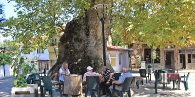 Bin 231 yıllık anıt çınar, bunaltıcı havalarda köylünün kliması oldu
