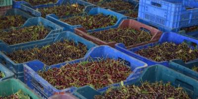 Vişne diyarı Afyonkarahisar'da 50 bin tonluk rekolte bekleniyor