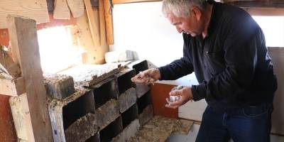 Kümesi kontrol eden Songur, bazıları kuluçkada olan anaç güvercinlerin yerinde olmadığını fark etti.