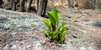Marmaris'te yangınlar sonrası doğa canlanmaya başladı