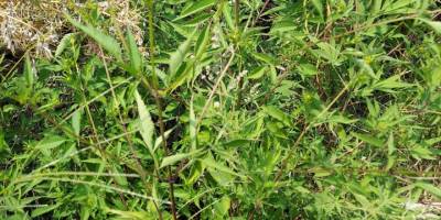 Manisa'da 496 kök Hint keneviri ele geçirildi