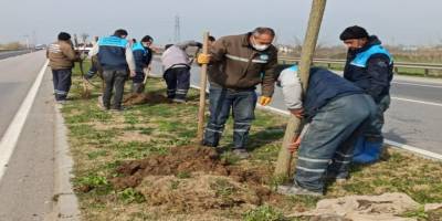 Çevre yoluna 125 yeni ağaç dikildi