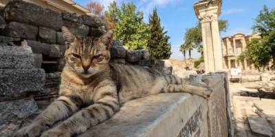 Efes Antik Kenti'nde ziyaretçi sayısı 7 ayda 340 bini aştı