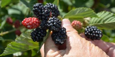 Emekli ikramiyesiyle kurduğu böğürtlen bahçesinden ihracata hazırlanıyor