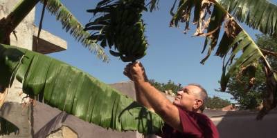 Tire'deki bahçesinde muz yetiştiren üretici, bölge çiftçisine örnek olmak istiyor