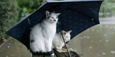 Meteoroloji uyardı: Kuvvetli yağış geliyor