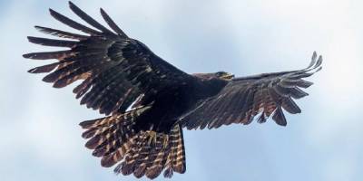 Yırtıcı kuşların soyu tükeniyor: Yüzde 30’u tehdit altında