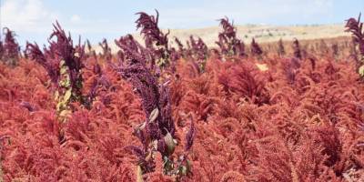 Afyonkarahisar'da amarant bitkisinin hasadına başlandı