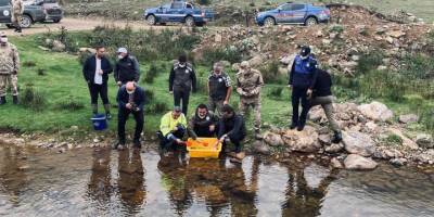 50 bin kırmızı benekli alabalık yavrusu derelere bırakıldı