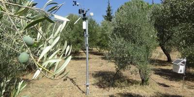Yüksek teknoloji ile zeytinlikler daha az ilaçla korunacak