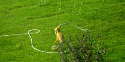 Kampüs alanına inen tilki bahçeyi suladı!