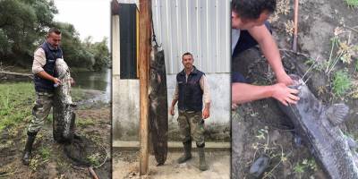 Edirne’de 44 kiloluk yayın balığı yakalandı