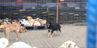 Aydın'da sokak hayvanları artık üşümeyecek