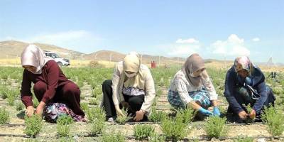 Hasadı tamamlanan kekikten beklenen verim alındı