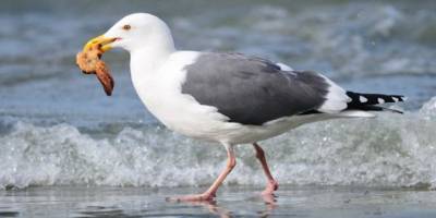 İskoçya'daki davadan: Kavga ettiği kişiyi önce öptü, sonra dilini kopardı, kopan parçayı martı yedi