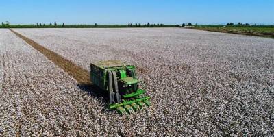 Söke'de 2021 yılı pamuk toplama ücretleri açıklandı