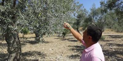 Kuraklık alarmı...'Zeytinde az su isteyen yerli çeşitler tercih etmeliyiz"