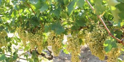 Türkiye'nin yaş üzüm ihracatı yüzde 22 arttı