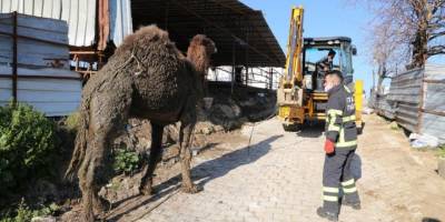 Hatay’da deve kurtarma operasyonu